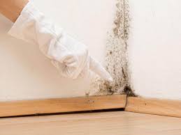 Reliable Altoona, WI Mold Prevention & Removal  Solutions